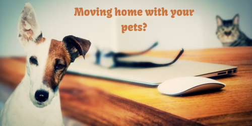 Moving home with your pets